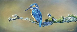 A Moments Rest- Kingfisher