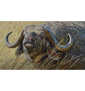 The Power of the Bull