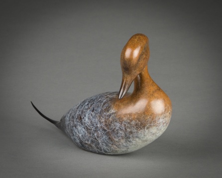 Pintail Duck
