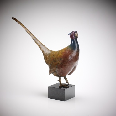 Cock Pheasant