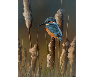 Reedbed Refuge