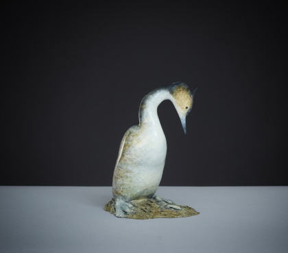 Great Crested Grebe 