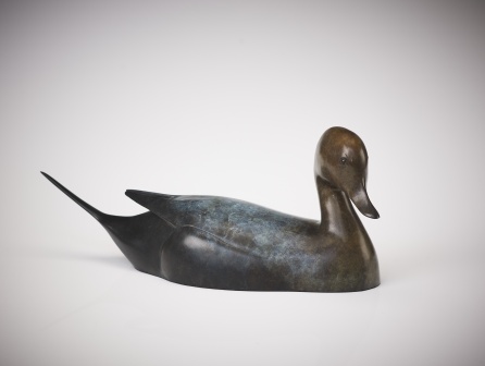 Pintail Drake
