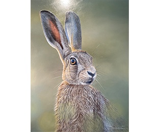 Alert Hare