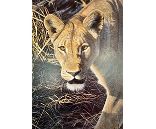 Lioness
