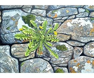 Wallflower
