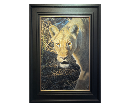 Lioness