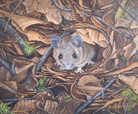 Wood Mouse