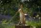 Sir Humphrey Plinth
