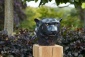 Black Panther 
