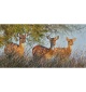 Chital Deer