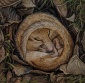 Field Mouse