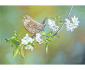 Joys of Spring