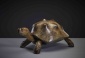 Tortoise