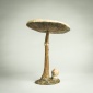 Parasol Mushroom