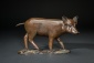 Wild Boar