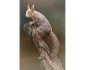 Red Squirrel Redoubt