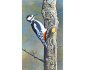 The Tree Surgeon