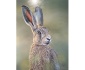 Alert Hare