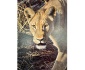 Lioness