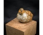 Perching Partridge