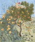 The Persimmon Tree at Les Pailles