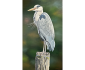 Old Nog the Heron