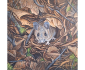Wood Mouse