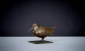 Woodcock Standing 